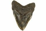 Bargain, 5.79" Fossil Megalodon Tooth - North Carolina - #199711-2